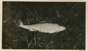 Image of Salmon- Atlantic (salmo salar)